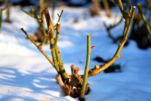 Augen bei Rosen