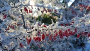 Blüten im Winter