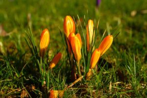 Garten im Früling