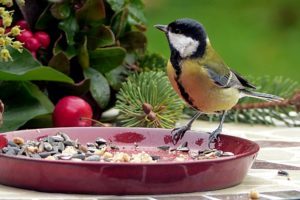 Gartenarbeiten im Winter