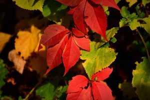 Laub im Garten