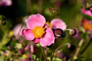 Spätsommer Anemone