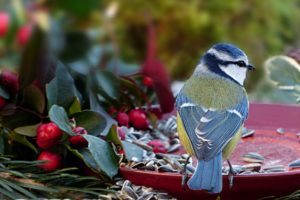 Vögel im Garten füttern