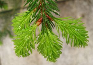 Weihnachtsbaum mit Wurzeln pflanzen